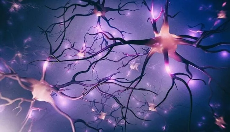 Illustration of nerve tissue used as a page header