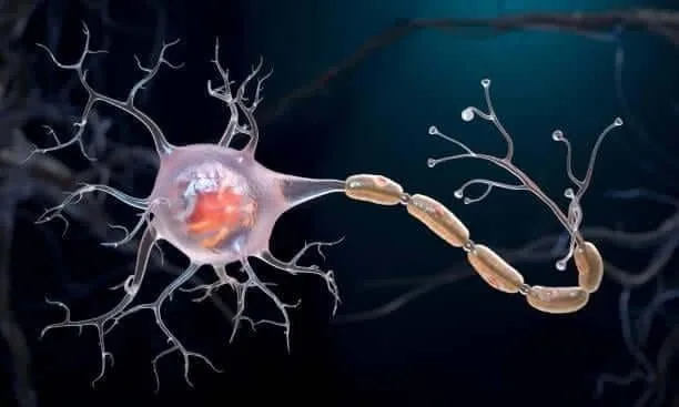 Illustration of nerve fibers