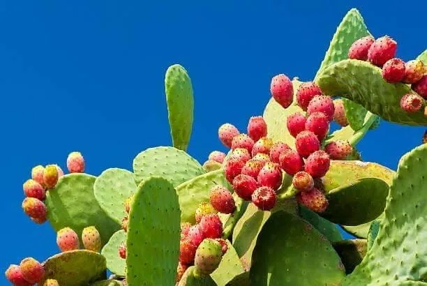 Prickly pear cactus pads with ripe fruit on a bright day