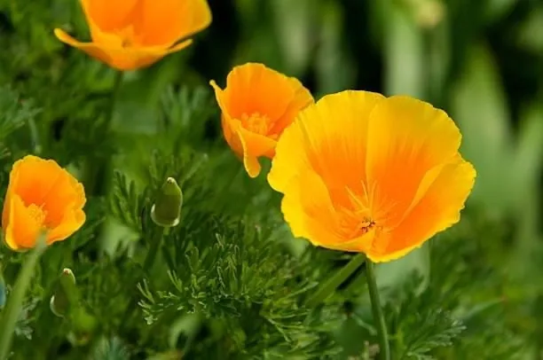 California poppy flowers