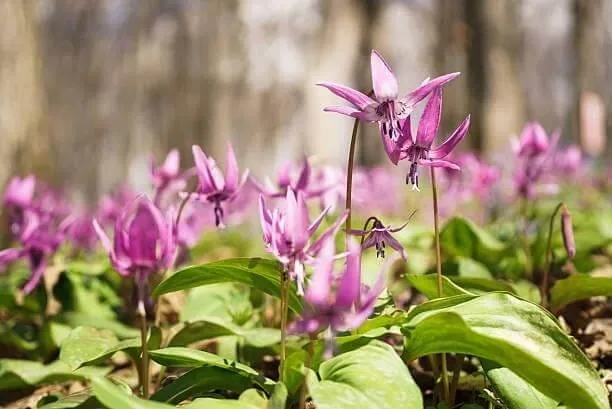 Corydalis plant