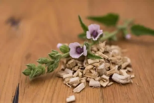 Marshmallow root, pale cut and dried root pieces beside the growing plant
