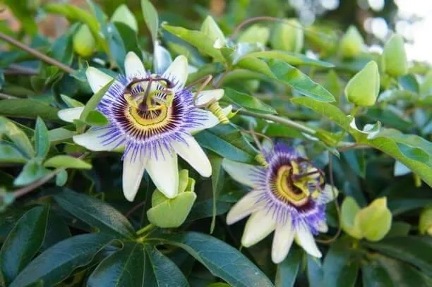 Passion flower in bloom